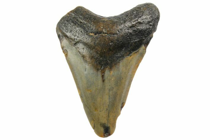 Juvenile Megalodon Tooth - North Carolina #152861